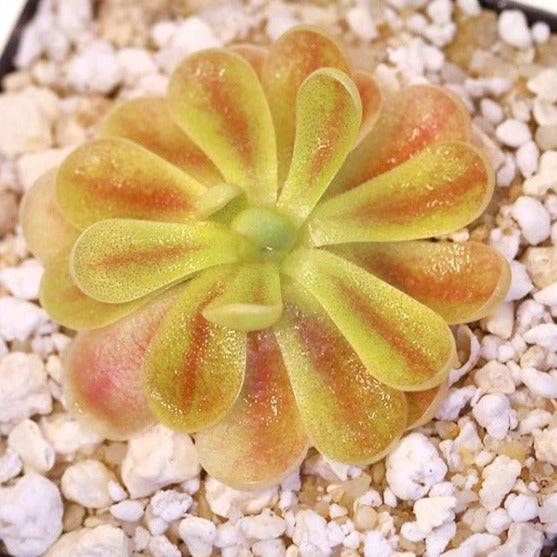 Pinguicula 'Fraser Beaut' Butterwort Plant - Tissue Culture Cup