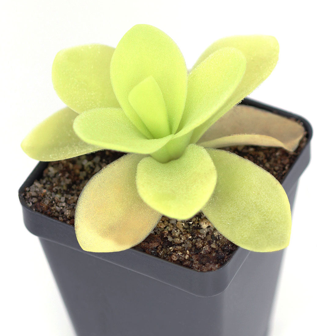 Pinguicula 'Gigantea var. synalta' 'Mexico Giant Butterwort' Plant - Tissue Culture Cup