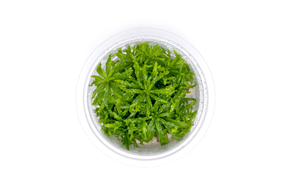 Pogostemon helferi - Tissue Culture Cup