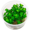 Rotala indica bonsai 'Indian toothcup' - Tissue Culture Cup