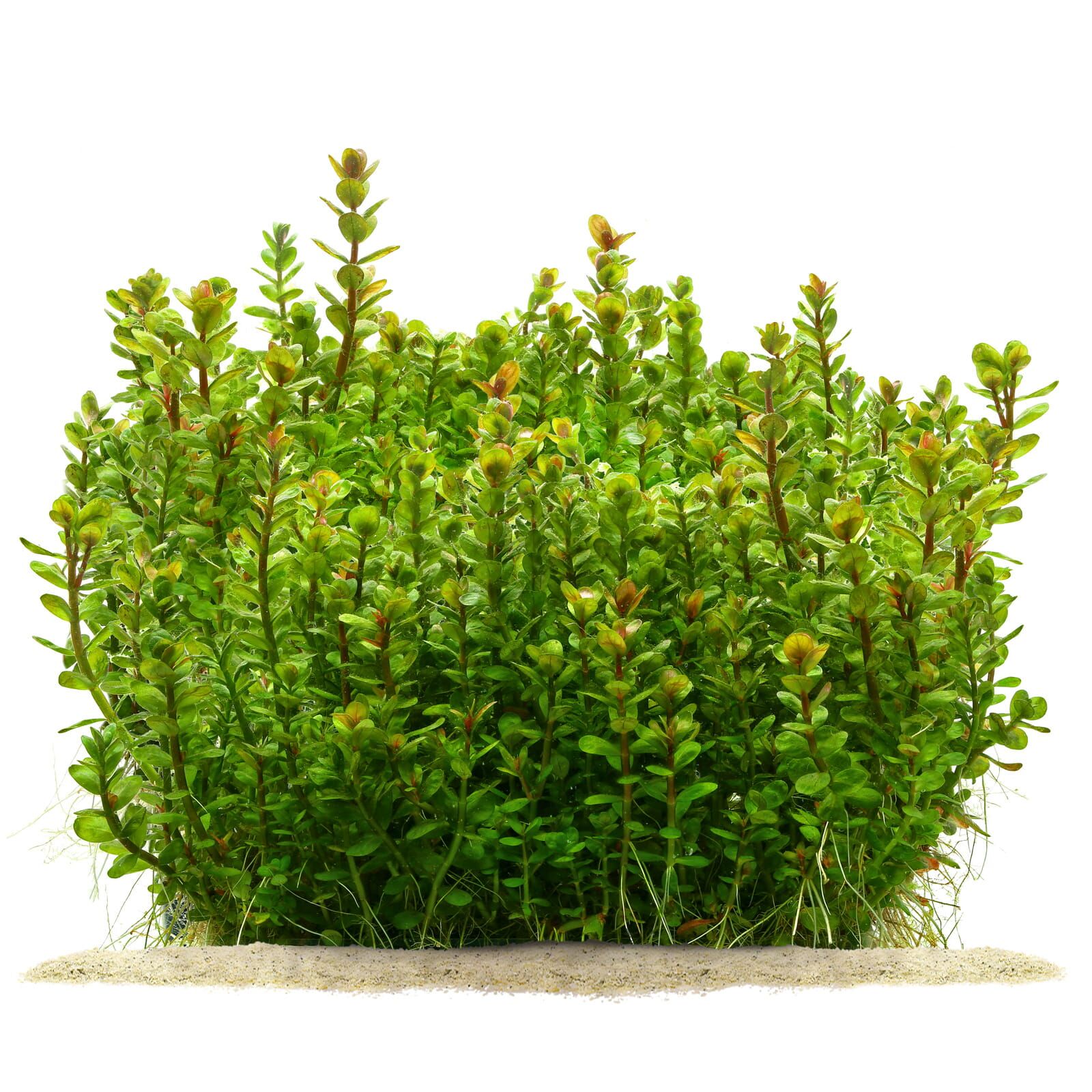 Rotala indica bonsai 'Indian toothcup' - 5cm Net Pot