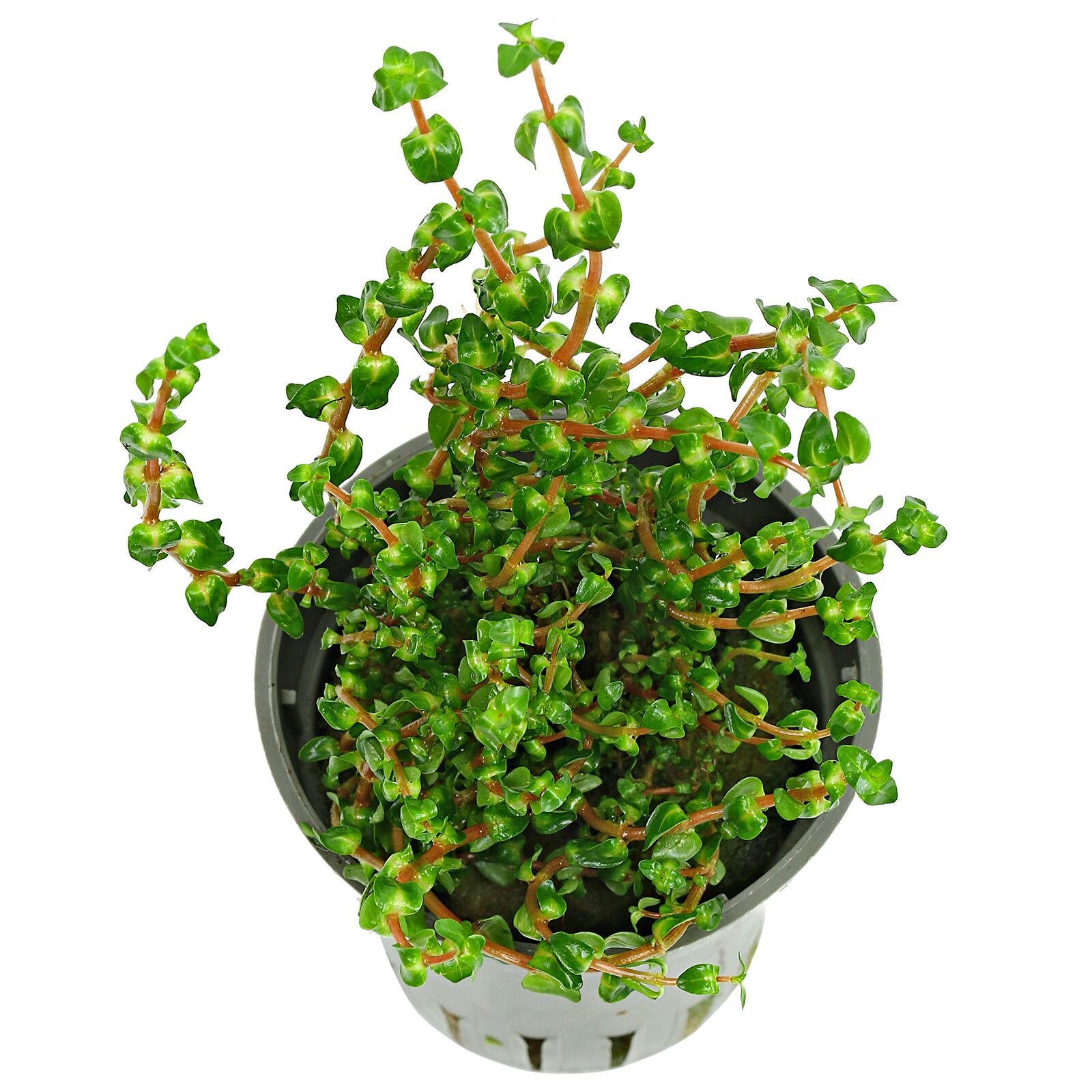 Rotala macranda 'Pearl Type 2' - 5cm Net Pot