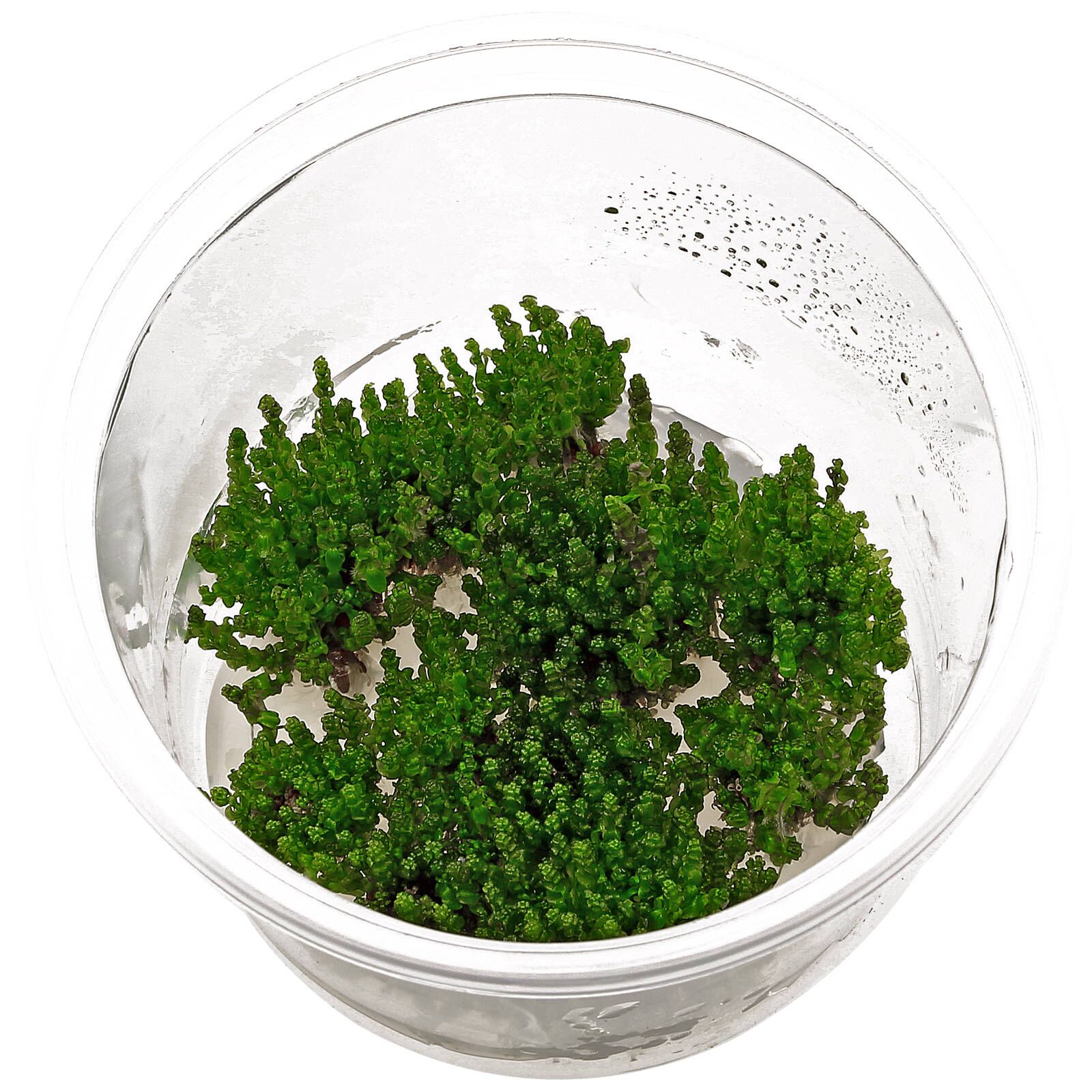 Rotala macrandra ‘Pearl’ - Tissue Culture Cup