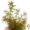 Rotala mexicana 'Goias' - 5cm Net Pot