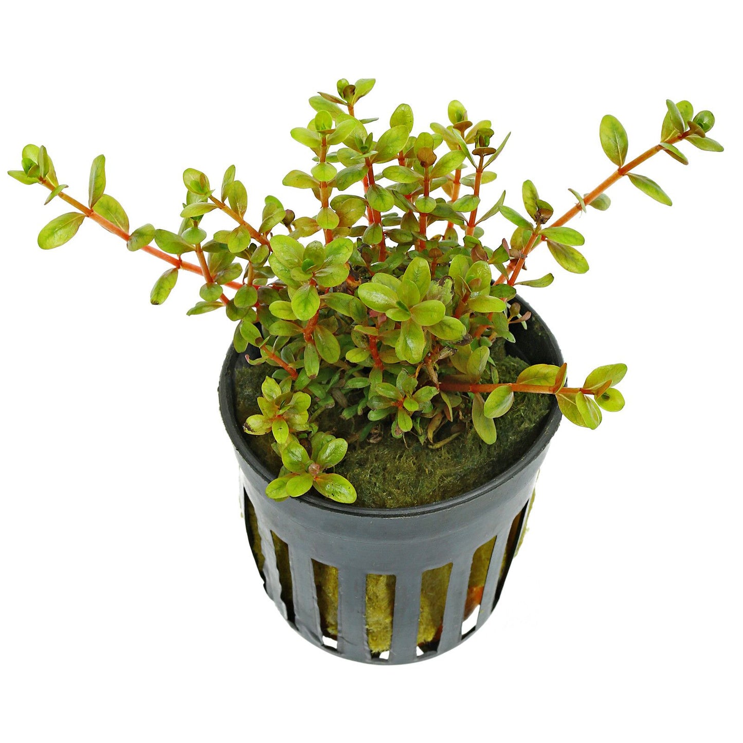Rotala rotundifolia 'Colorata' - 5cm Net Pot