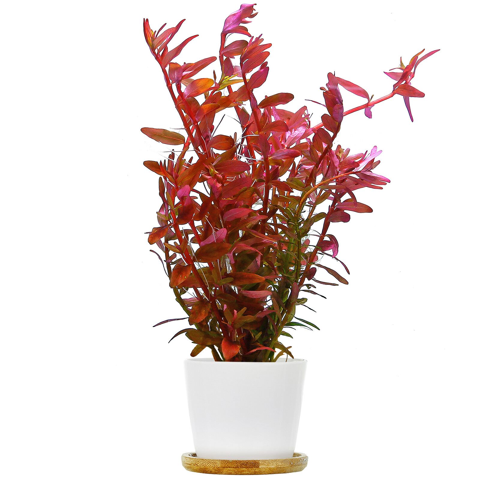 Rotala rotundifolia 'Colorata' - Immersed Grown Net Pot