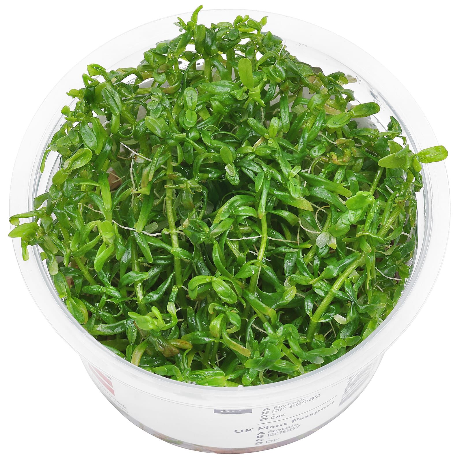 Rotala rotundifolia 'Green' in 5cm Net Pot - Perfect for Freshwater ...