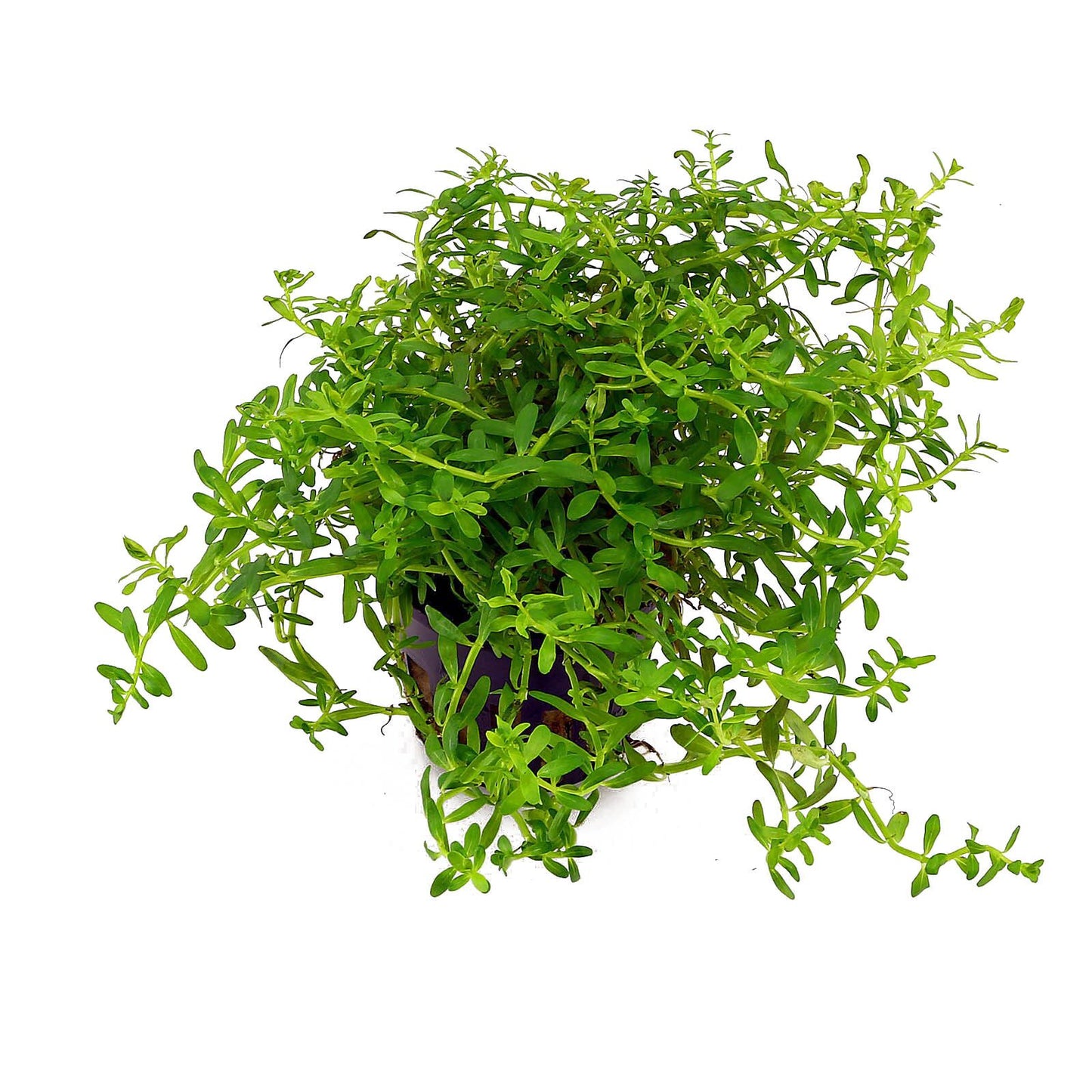 Rotala rotundifolia 'Green' - 5cm Net Pot