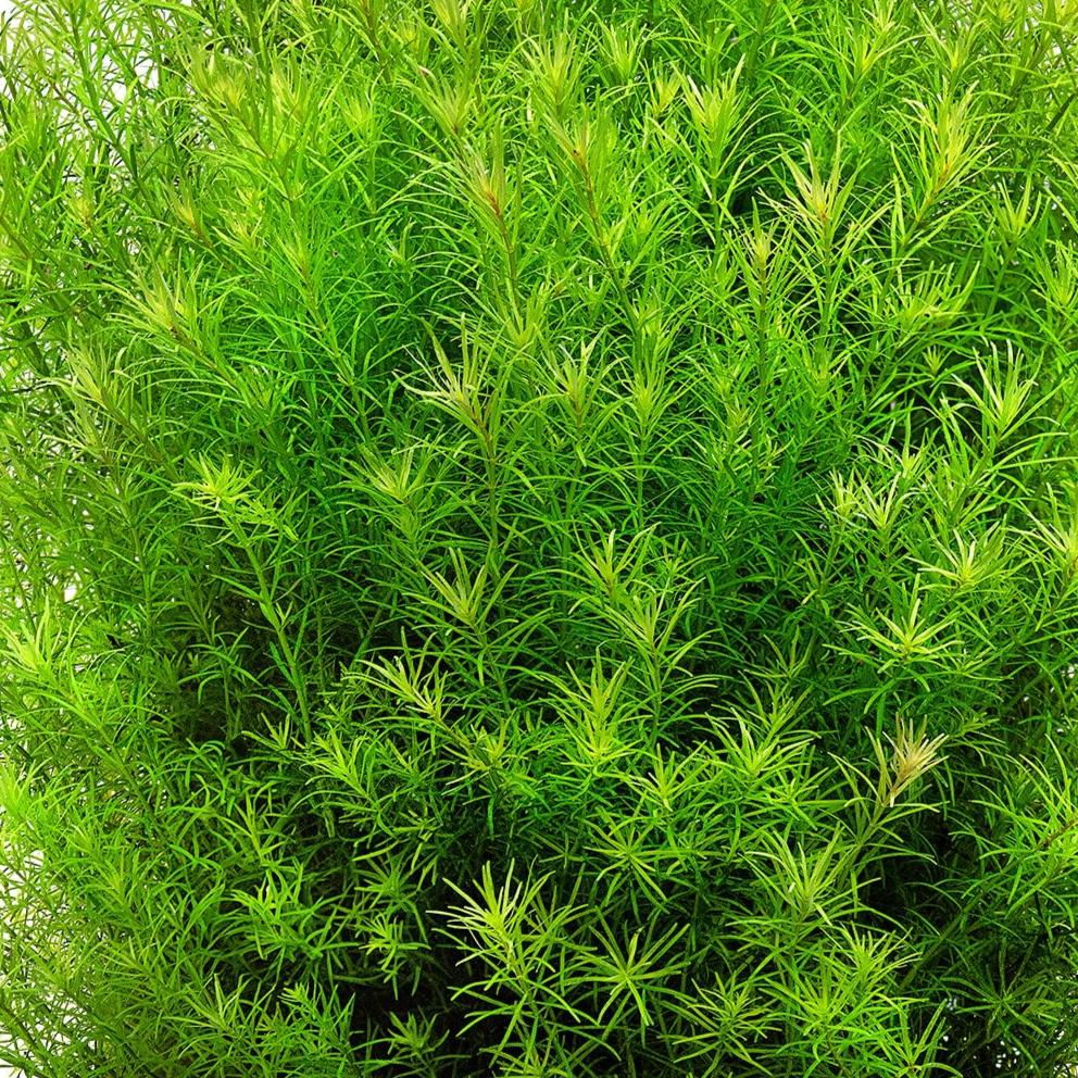 Rotala sp. 'Nanjenshan' - 5cm Net Pot