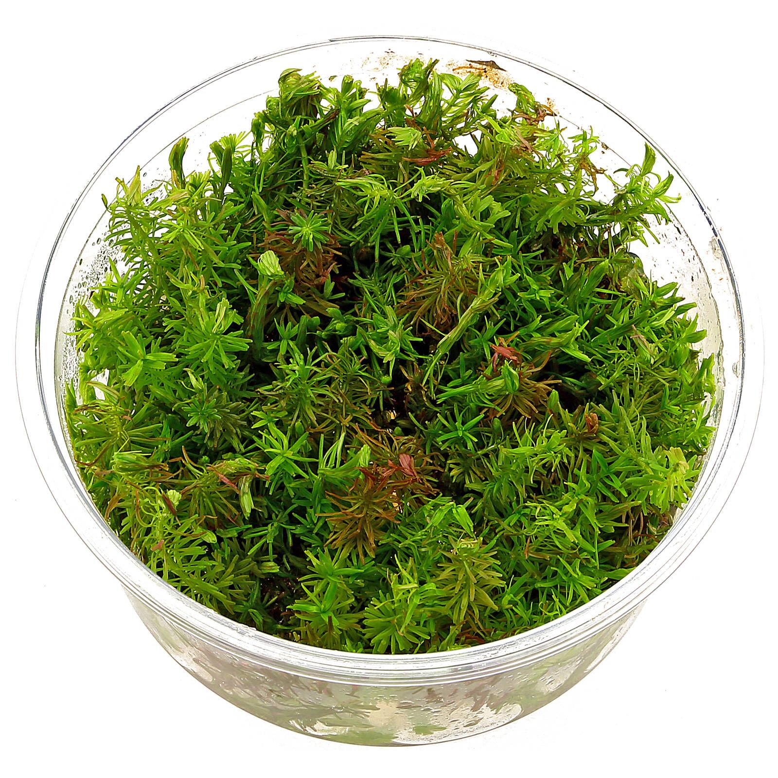 Rotala wallichii - Tissue Culture Cup