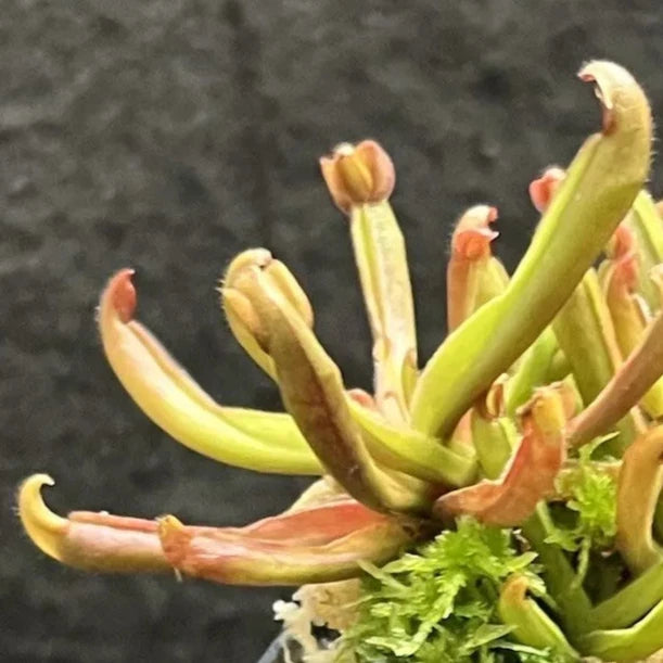 Heliamphora nutans (Nodding Sun Pitcher) - 1 Tissue Culture Plant