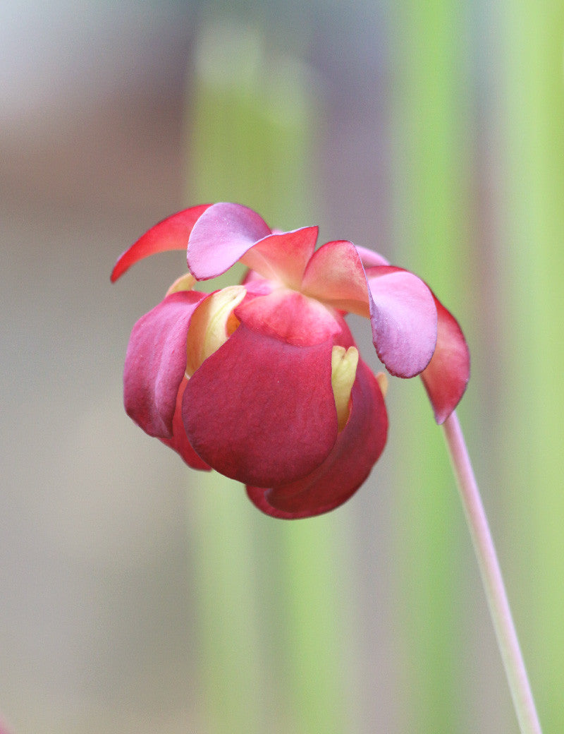 Sarracenia Leucophylla 'Fiona' Pitcher Plant - Tissue Culture Cup – The ...