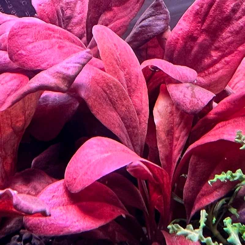 Red Samolus Parviflorus 'Red Water Rose' - 5cm Net Pot