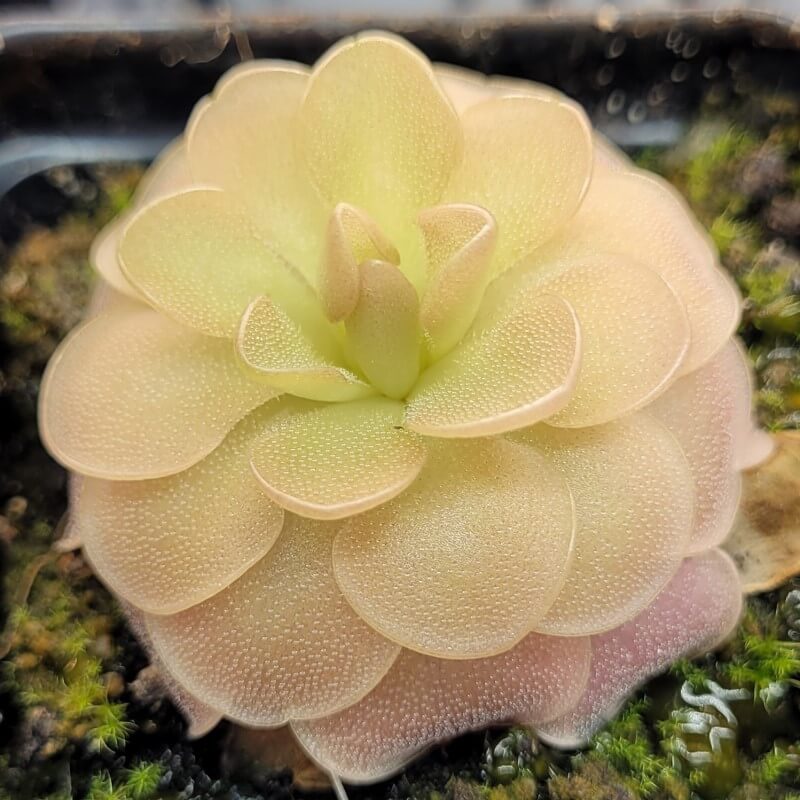 Pinguicula 'Sethos x Fraser' Butterwort Plant - Tissue Culture Cup