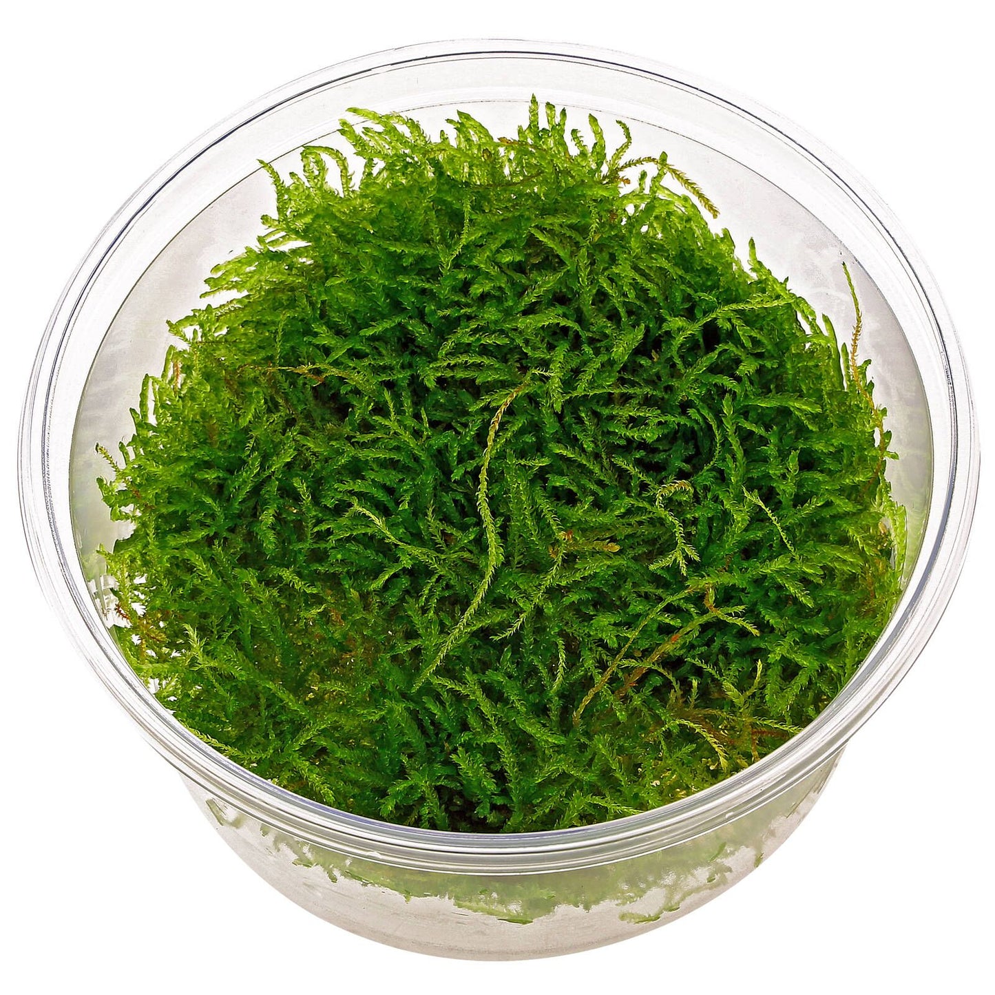 Taxiphyllum barbieri 'Java moss' - Tissue Culture Cup