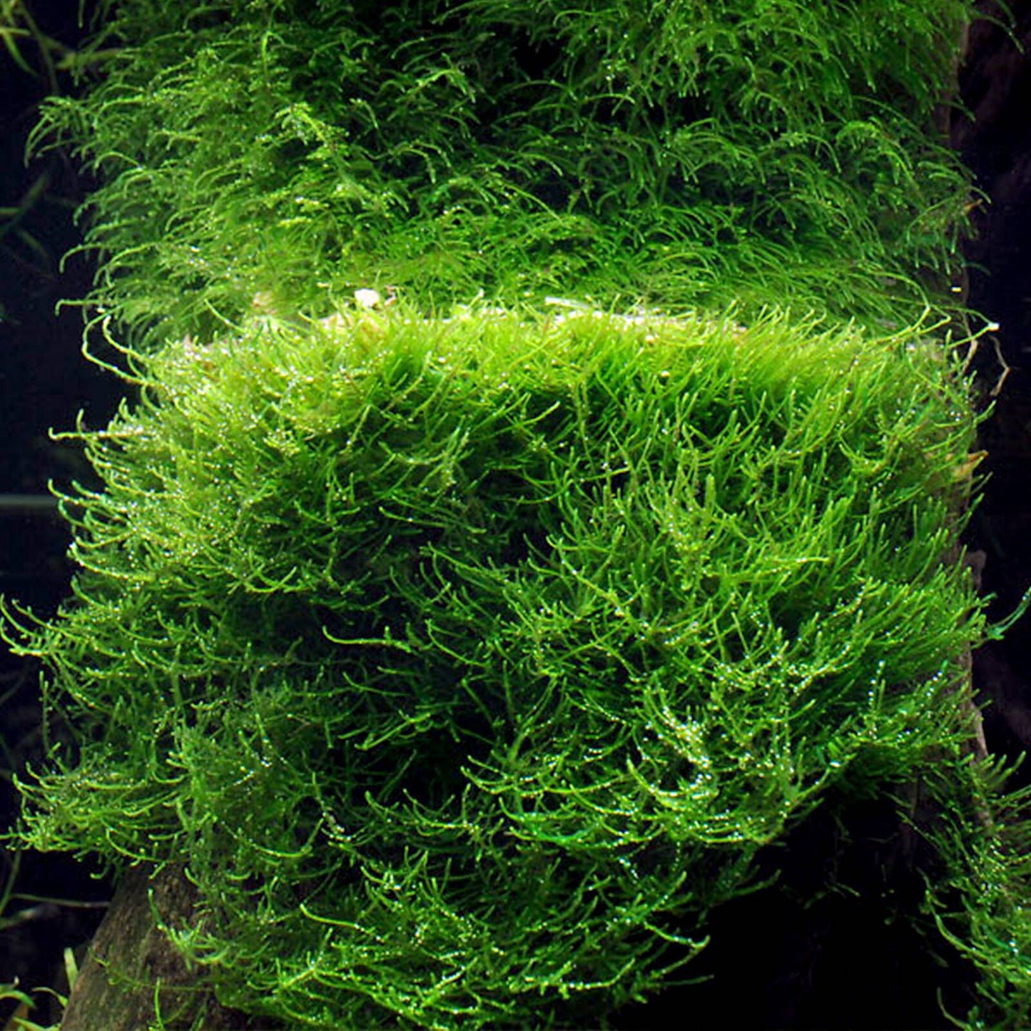 Vesicularia dubyana 'Java Moss' - Small tub