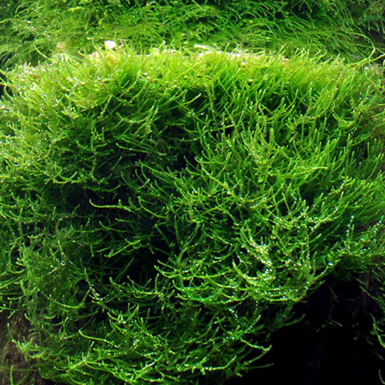 Taxiphyllum barbieri 'Java moss' - Tissue Culture Cup