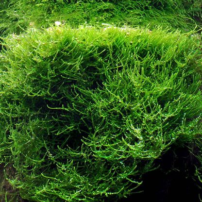 Taxiphyllum barbieri 'Java moss' - Tissue Culture Cup