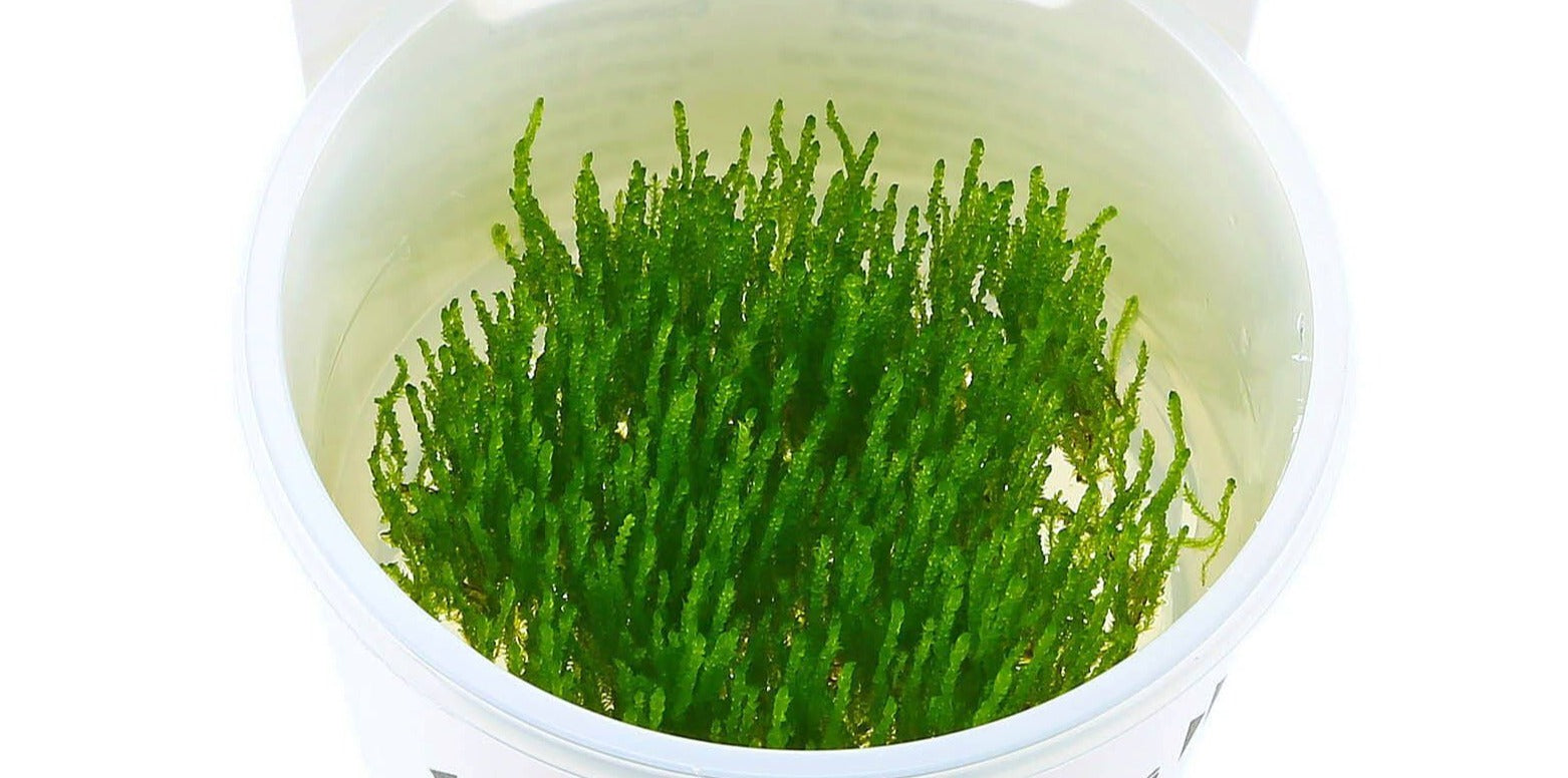 Taxiphyllum sp. 'Flame Moss' - Tissue Culture Cup