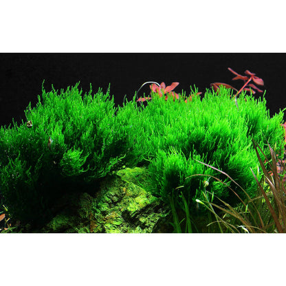 Taxiphyllum sp. 'Flame Moss' - Tissue Culture Cup
