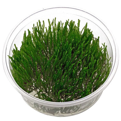 Taxiphyllum sp. 'Spiky Moss' - Tissue Culture Cup