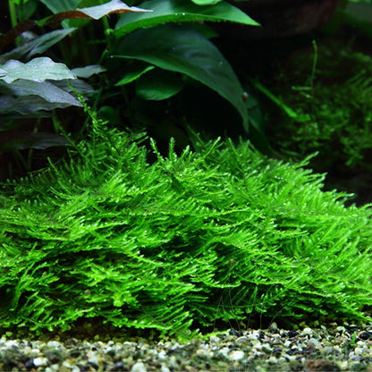Taxiphyllum sp. 'Spiky Moss' - Tissue Culture Cup