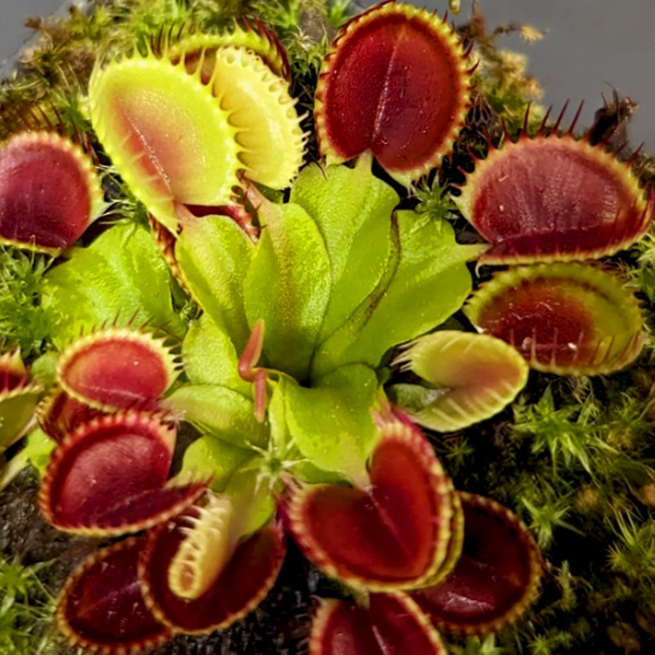 Venus Fly Trap 'Cupped Trap' Dionaea muscipula - Tissue Culture Cup ...