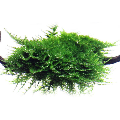 Vesicular montage 'Christmas Moss' - Small Tub