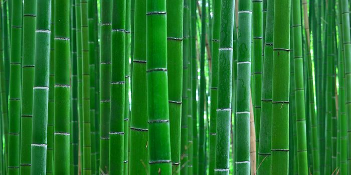 Bamboo Forest Poster - 40cm x 60cm